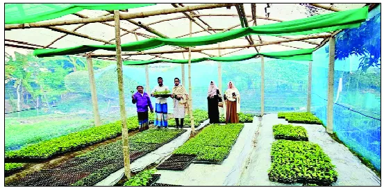 দশমিনায় প্রথম মাটি ছাড়া চারা উৎপাদন