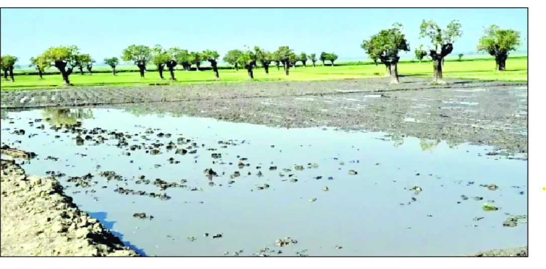 টাংগুয়ার হাওর পাড়ের শতবর্ষী হিজল বাগান বিলুপ্তির পথে