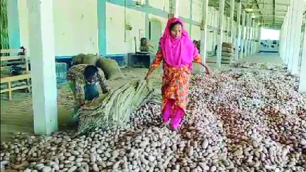 লালমনিরহাটে আলুর ন্যায্যমূল্য নেই, দিশেহারা কৃষক