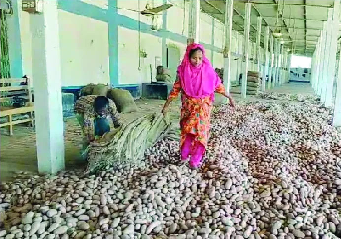 লালমনিরহাটে আলুর ন্যায্যমূল্য নেই, দিশেহারা কৃষক