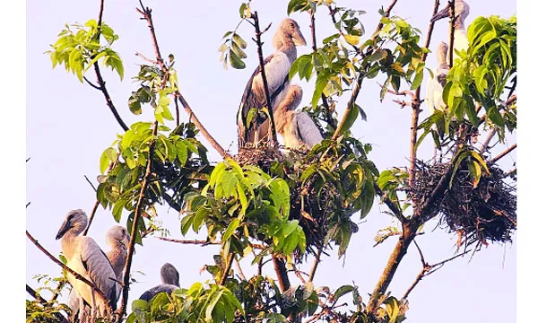 বড়াইগ্রামের তিরাইল পরিযায়ী পাখিদের নিরাপদ আবাসস্থল