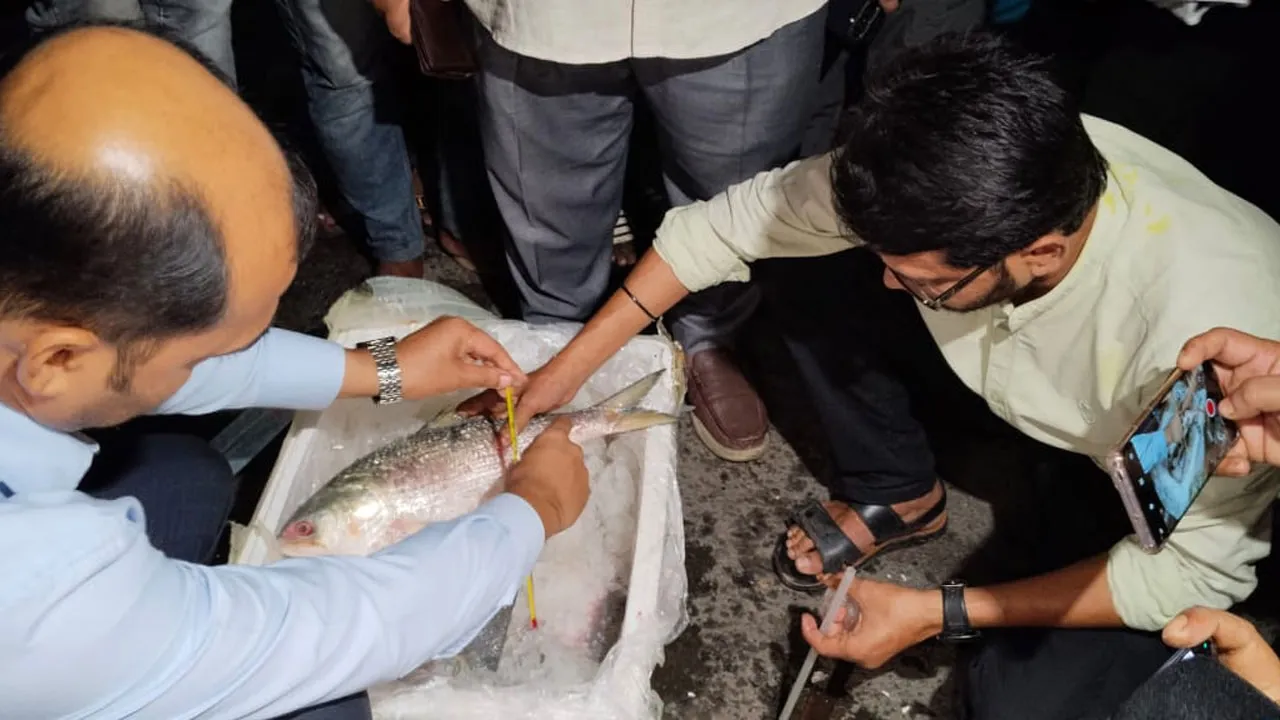 প্রথম চালানে ভারতে গেল ৩৭ টন ইলিশ