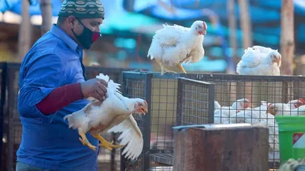 যশোরে মানুষের শরীরে বার্ড ফ্লুর জীবাণু, তদন্তে আইইডিসিআর