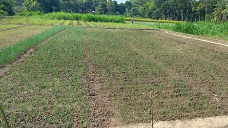 পেঁয়াজের বাড়তি দাম পেয়ে খুশি বোয়ালমারীর কৃষকরা, নতুন মৌসুমে জোর প্রস্তুতি