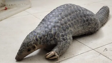 উদ্ধার হলো বিপন্ন প্রজাতির বনরুই