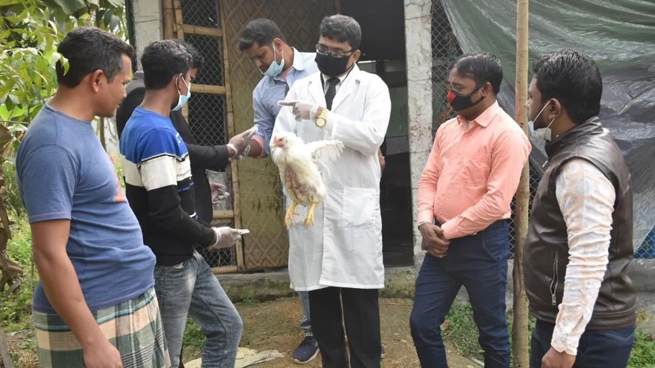 মুরগির গোশতেই মিলছে অ্যান্টিবায়োটিক, মানবদেহে বাড়ছে ‘সুপারবাগ’ ঝুঁকি