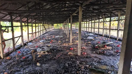 মিরসরাইয়ে আগুনে পুড়ে অঙ্গার ২৫ শ’ মুরগী