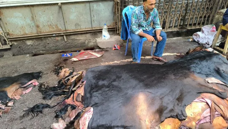 এবারো চামড়া নিয়ে হতাশা, দাম ওঠেনি হাজারও