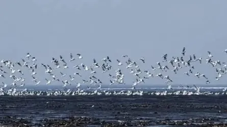 অতিথি পাখির কলকাকলিতে মুখরিত চর বিজয়