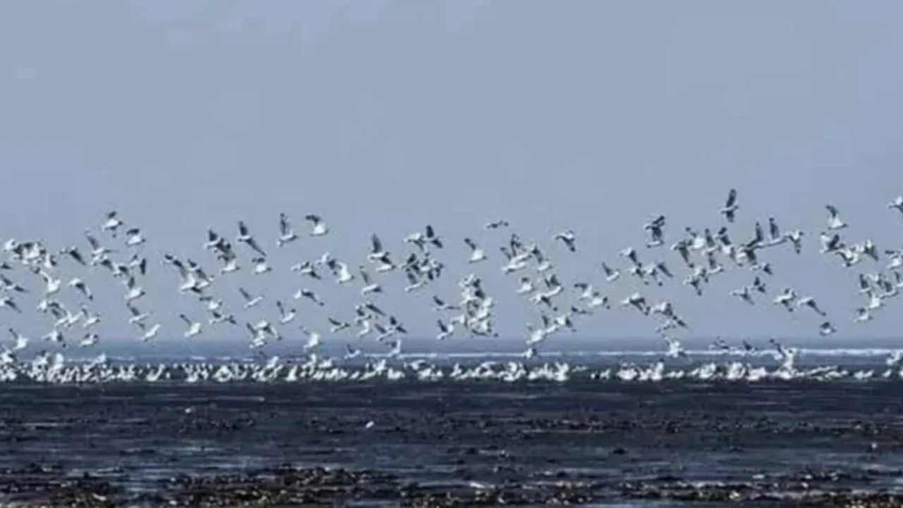 অতিথি পাখির কলকাকলিতে মুখরিত চর বিজয়