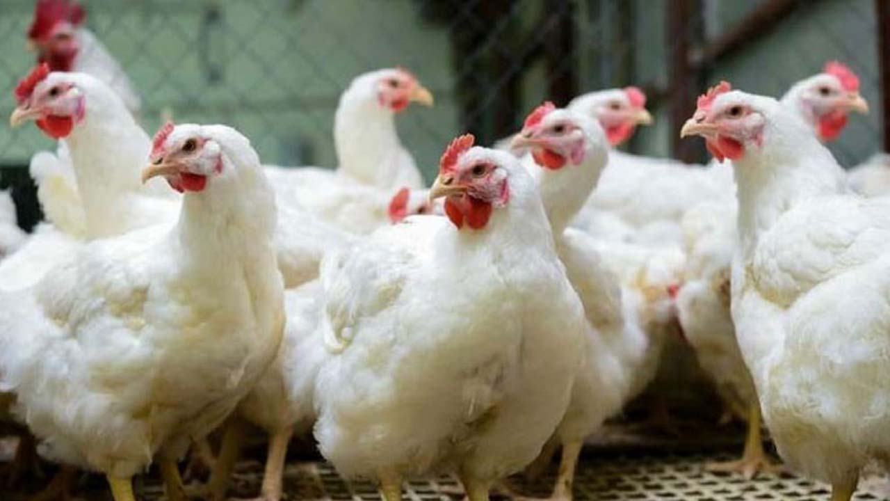 chicken