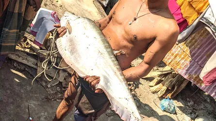 ‎শ্রীমন্ত নদীতে ঝাঁকি জালে ৫ কেজি ওজনের চিতল