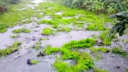 জীবননগরে ভৈরব নদীতে হঠাৎ পানি বেড়ে ফসল প্লাবিত, আতঙ্কে মানুষ