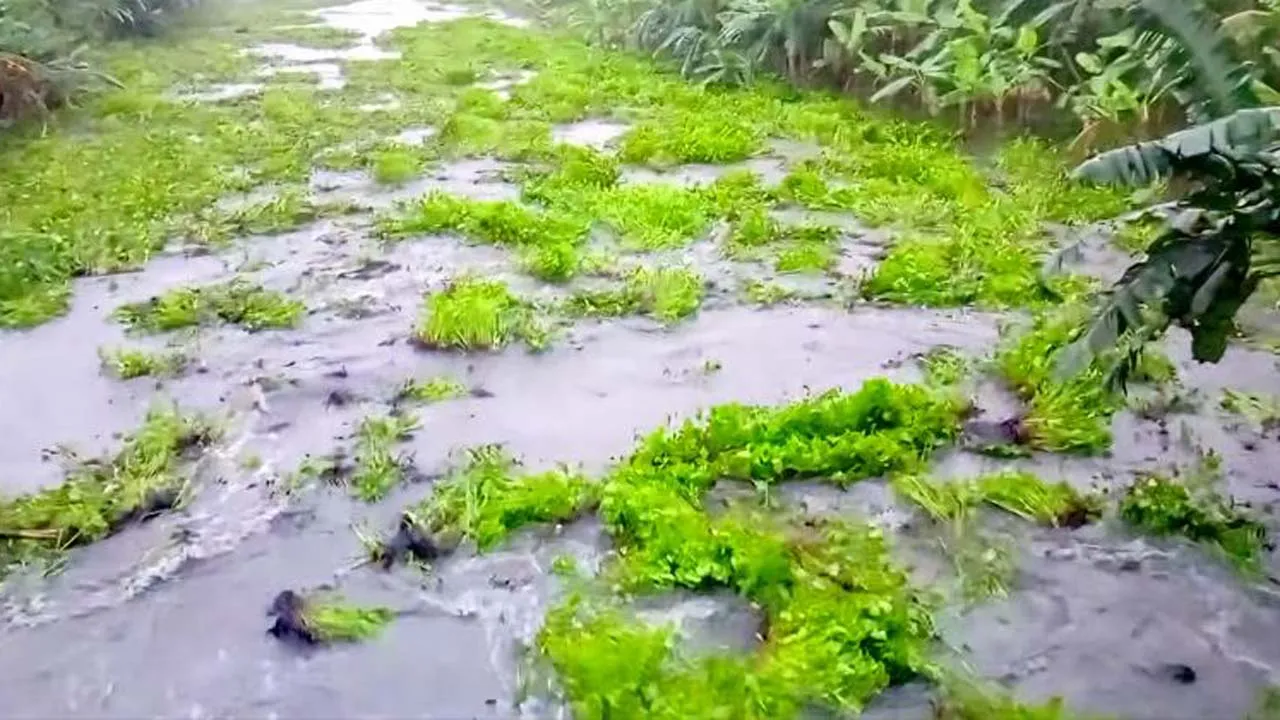 জীবননগরে ভৈরব নদীতে হঠাৎ পানি বেড়ে ফসল প্লাবিত, আতঙ্কে মানুষ
