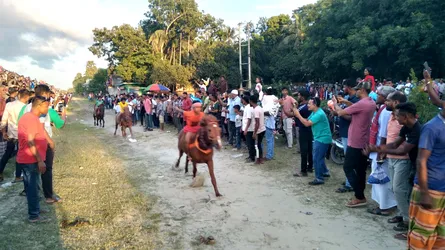 লোহাগড়ায় ঐতিহ্যবাহী ঘোড়দৌড়ে হাজারো মানুষের ঢল