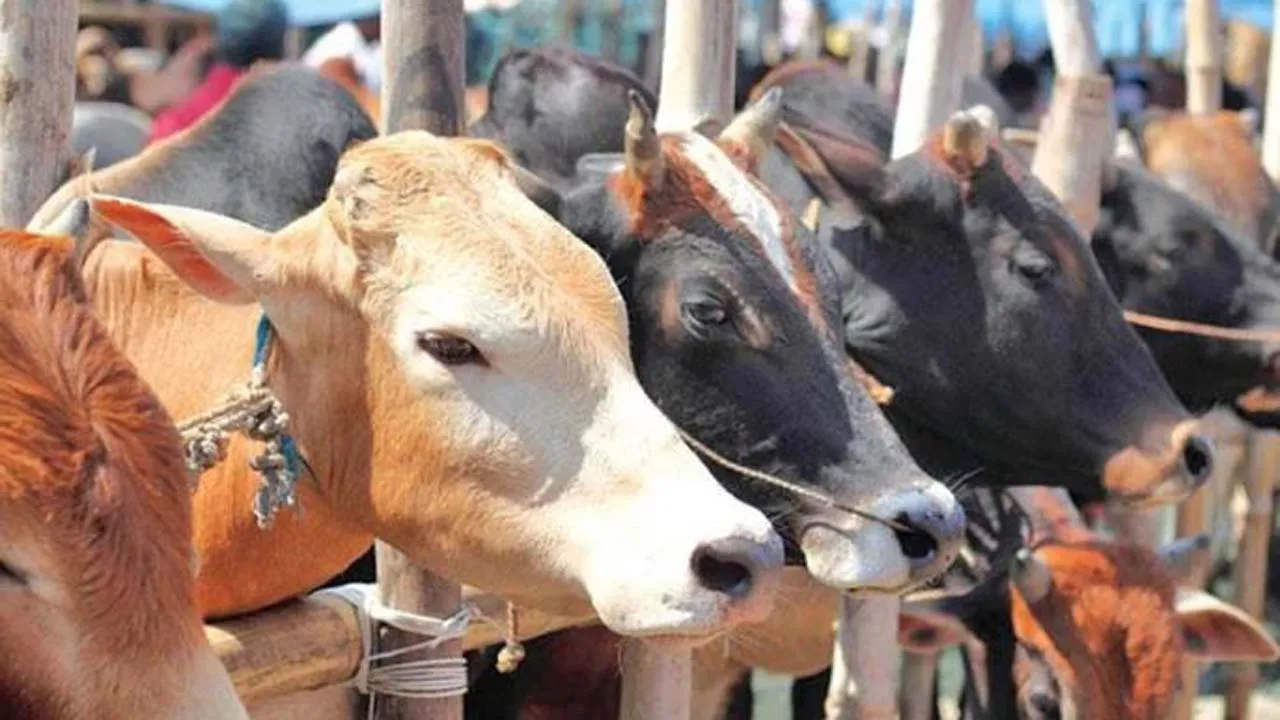 রাজধানীতে এবার বসছে ১৯টি কোরবানির পশুর হাট