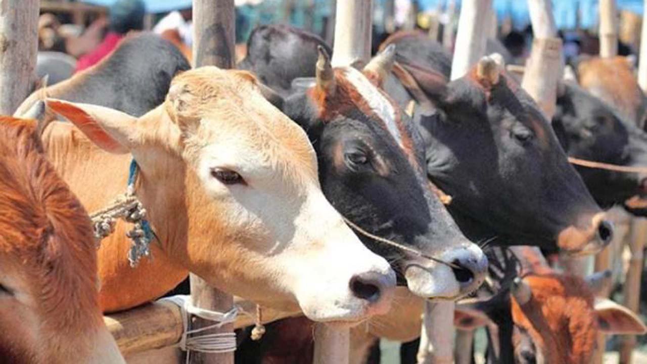 cow