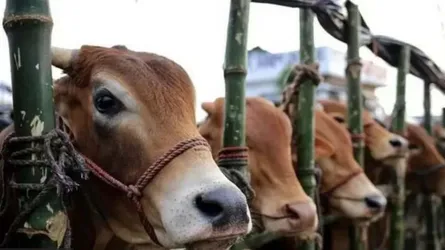 কোরবানির চামড়ার সুষ্ঠু ব্যবস্থাপনায় কন্ট্রোল রুম চালু