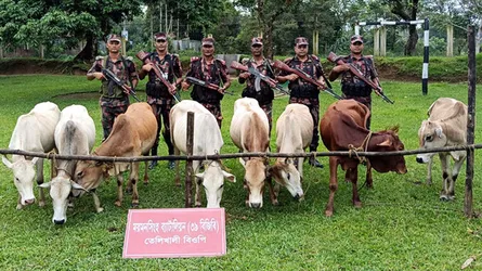 হালুয়াঘাট সীমান্ত দিয়ে পাচারের সময় ভারতীয় ৮ গরু জব্দ