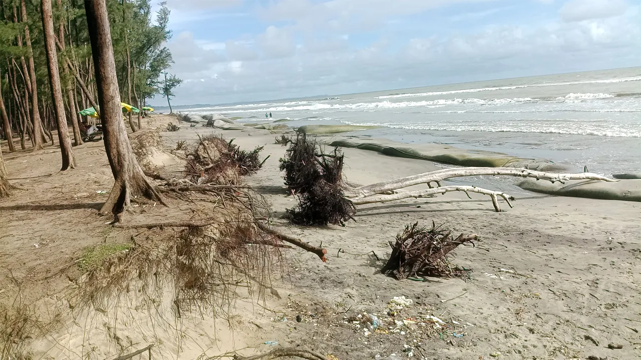 কক্সবাজার সৈকতে ভাঙনের থাবা, একের পর এক ঝাউবন বিলীন