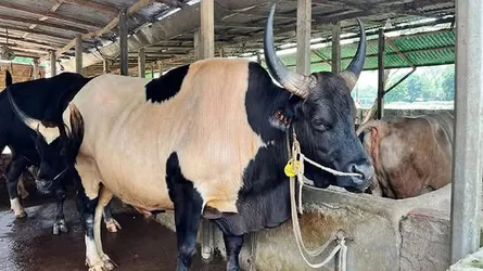 কোরবানি ঘিরে ব্যস্ত ধামরাইয়ের খামারিরা