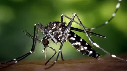 ডেঙ্গুতে ৪ জনের মৃত্যু, হাসপাতালে ভর্তি ১২৫২ জন