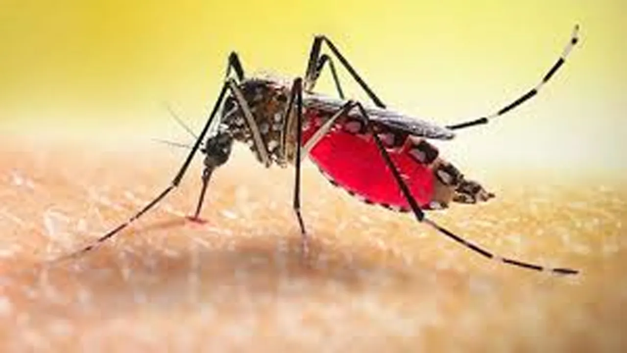 ডেঙ্গু আক্রান্ত আরো ৭৩ জন হাসপাতালে ভর্তি