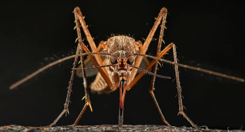 ডেঙ্গুতে আরো একজনের মৃত্যু, আক্রান্ত ১০