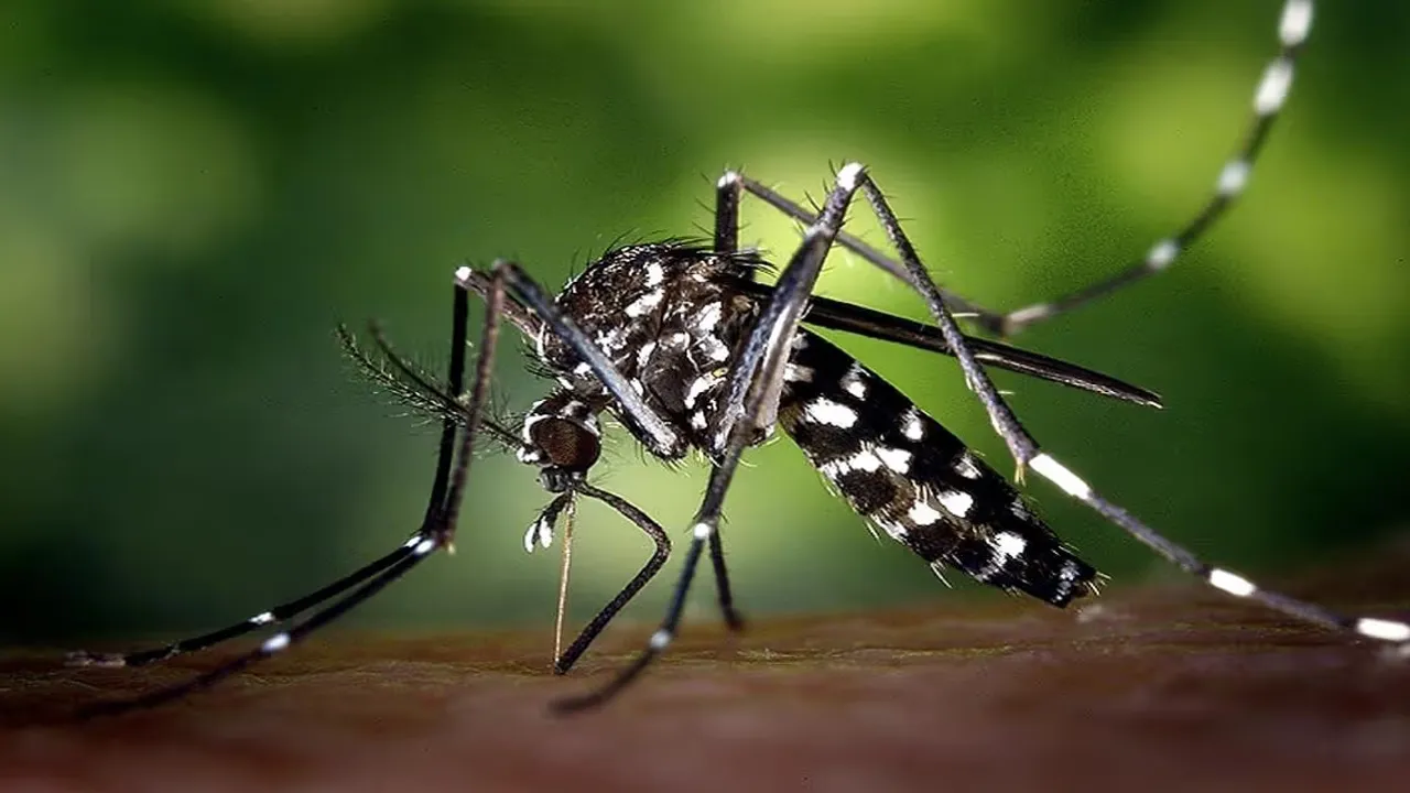 ডেঙ্গুতে ৬ জনের মৃত্যু