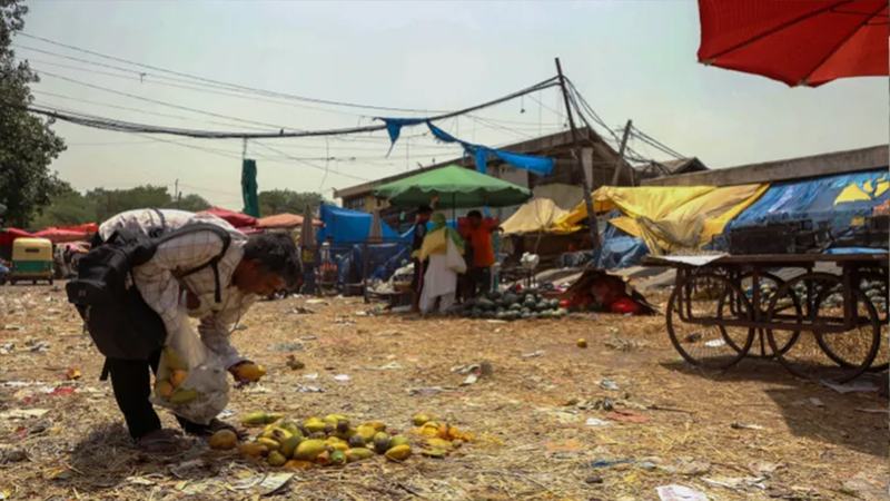 discarded-indian-mangos