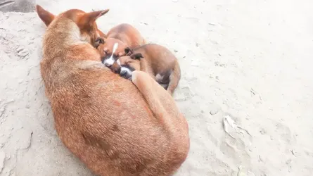 কুকুর-বিড়াল মেরে ফেললে বাংলাদেশের আইনে শাস্তি কী