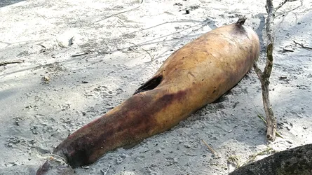 কুয়াকাটা সৈকতে আবারো ভেসে এলো মৃত ডলফিন