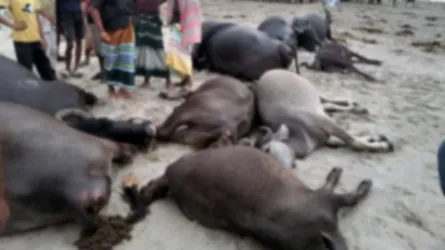 দৌলতপুরে বজ্রপাতে ১১টি মহিষের মৃত্যু