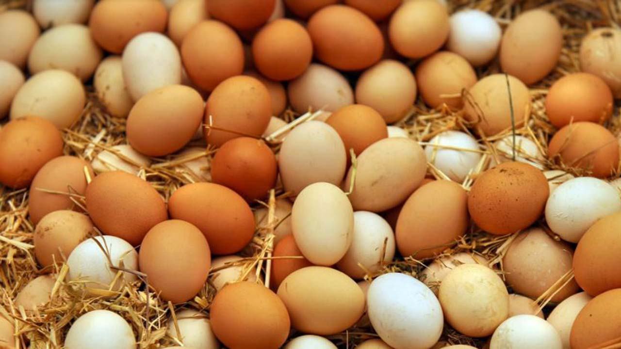 egg