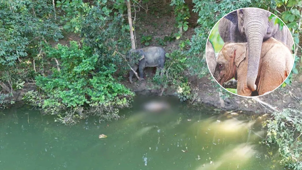রাঙামাটিতে গোলাপি হাতির মৃত্যু, পাহারায় মা