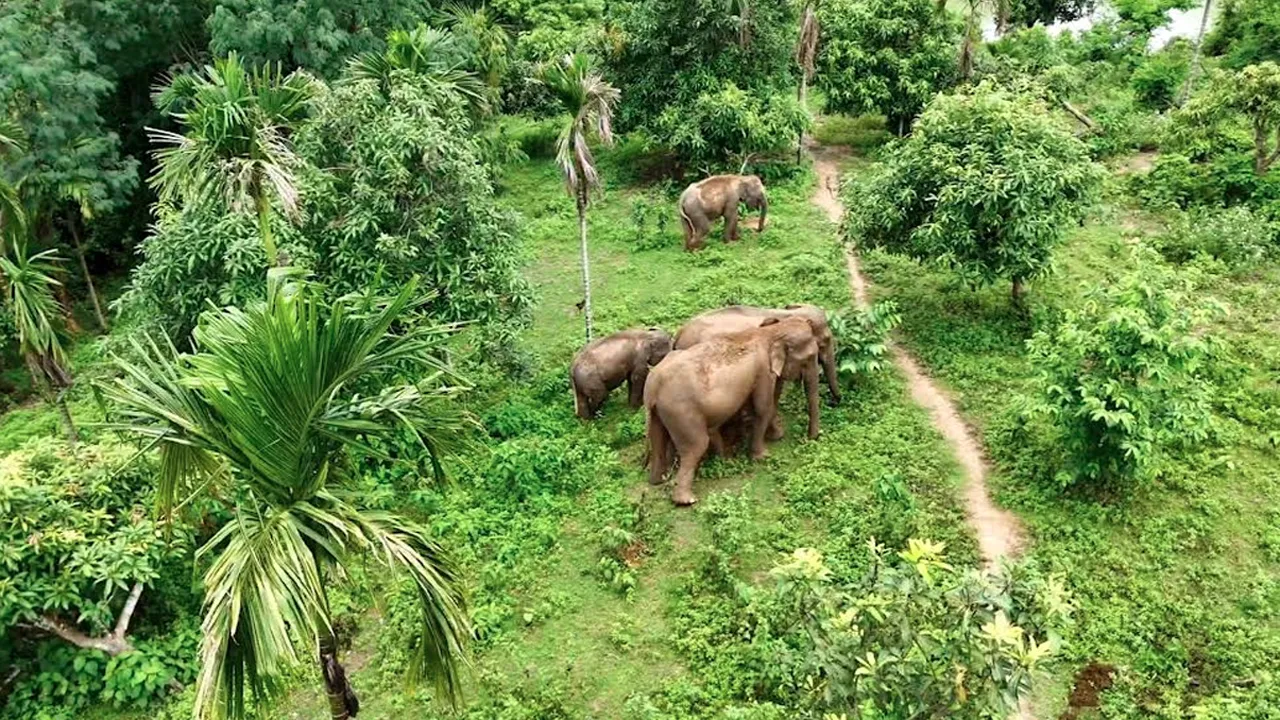 রাঙ্গামাটির দুর্গম পাহাড়ে গোলাপি হাতির সন্ধান