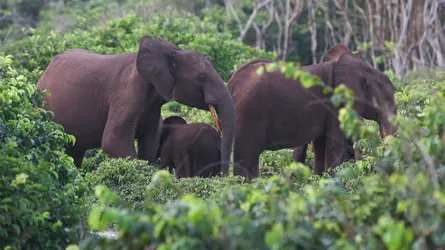 হাতির পায়ে পিষ্ট হয়ে প্রাণ হারালেন মার্কিন ধনকুবের