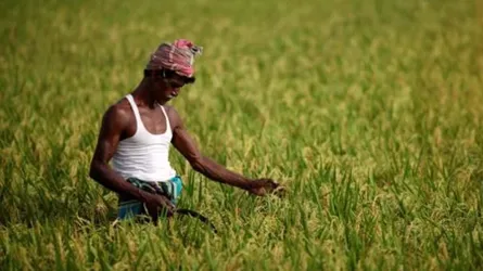 ঘরে বসেই কৃষক অ্যাপে সরকারিভাবে ধান বিক্রি সম্ভব : খাদ্য প্রতিমন্ত্রী
