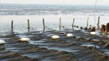 শৈবাল থেকে মূল্যবান রঞ্জক, অ্যাগার ও সেলুলোজ উদ্ভাবনে বাকৃবির সাফল্য