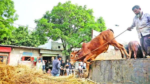 কোরবানির বাজারে স্বস্তি, আছে শঙ্কাও