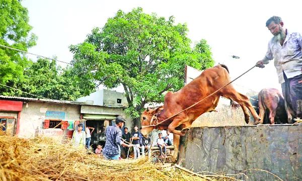 কোরবানির বাজারে স্বস্তি, আছে শঙ্কাও