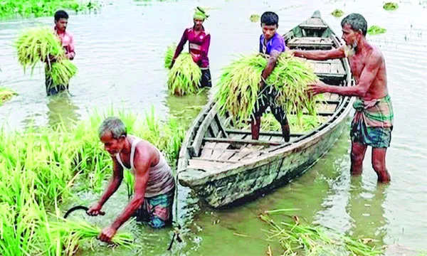 পানির নিচে হাজার কোটি টাকার ধান