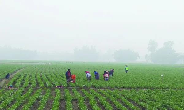 কুয়াশা কমলেও শীতের কাঁপুনি এখনো তীব্র