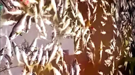 কাঁঠালিয়ায় পুকুরে বিষ প্রয়োগে ১০ লাখ টাকার মাছ নিধনের অভিযোগ