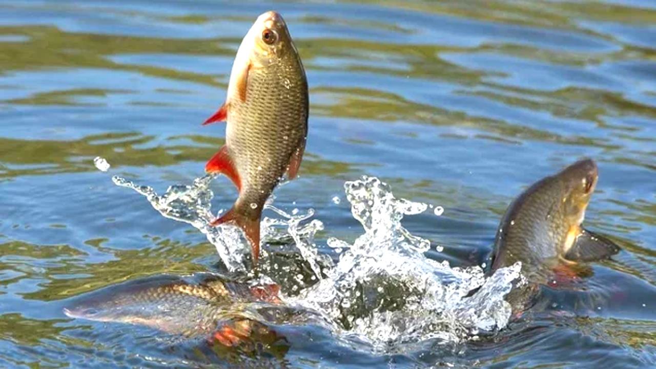 fish