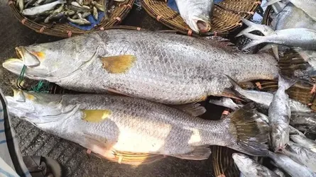 বড়শির টানে ৩৪ কেজির জোড়া কোরাল