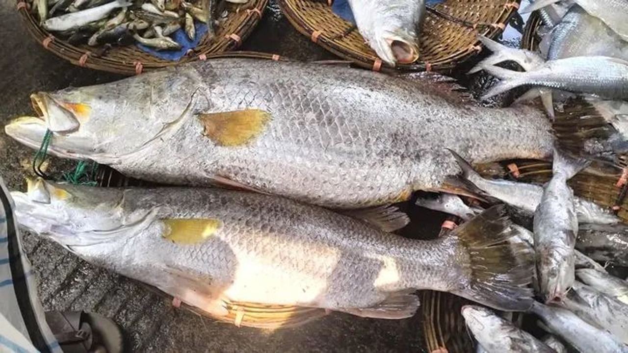 fish