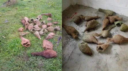 গলাচিপায় অর্ধশতাধিক বাবুই পাখির বাসা ধ্বংস