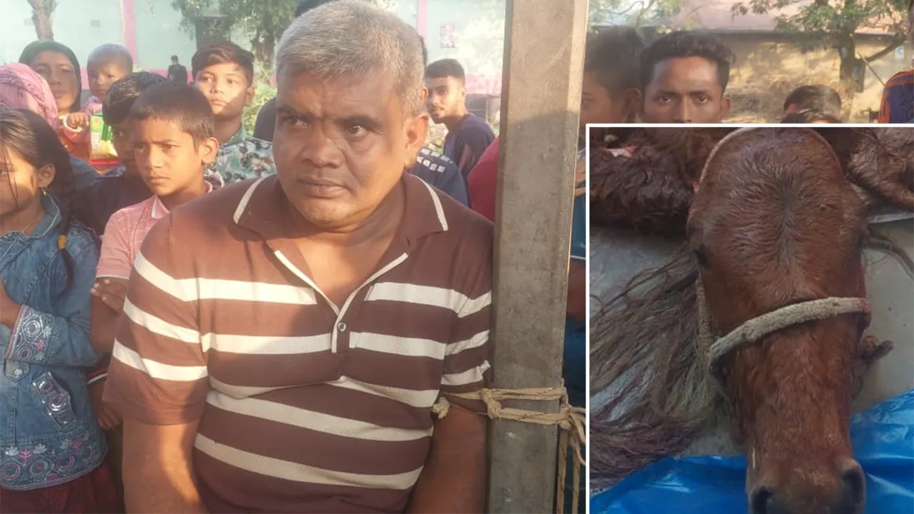 শ্রীপুরে জবাই করা দুটি ঘোড়ার মাংসসহ এলাকাবাসীর হাতে কসাই আটক