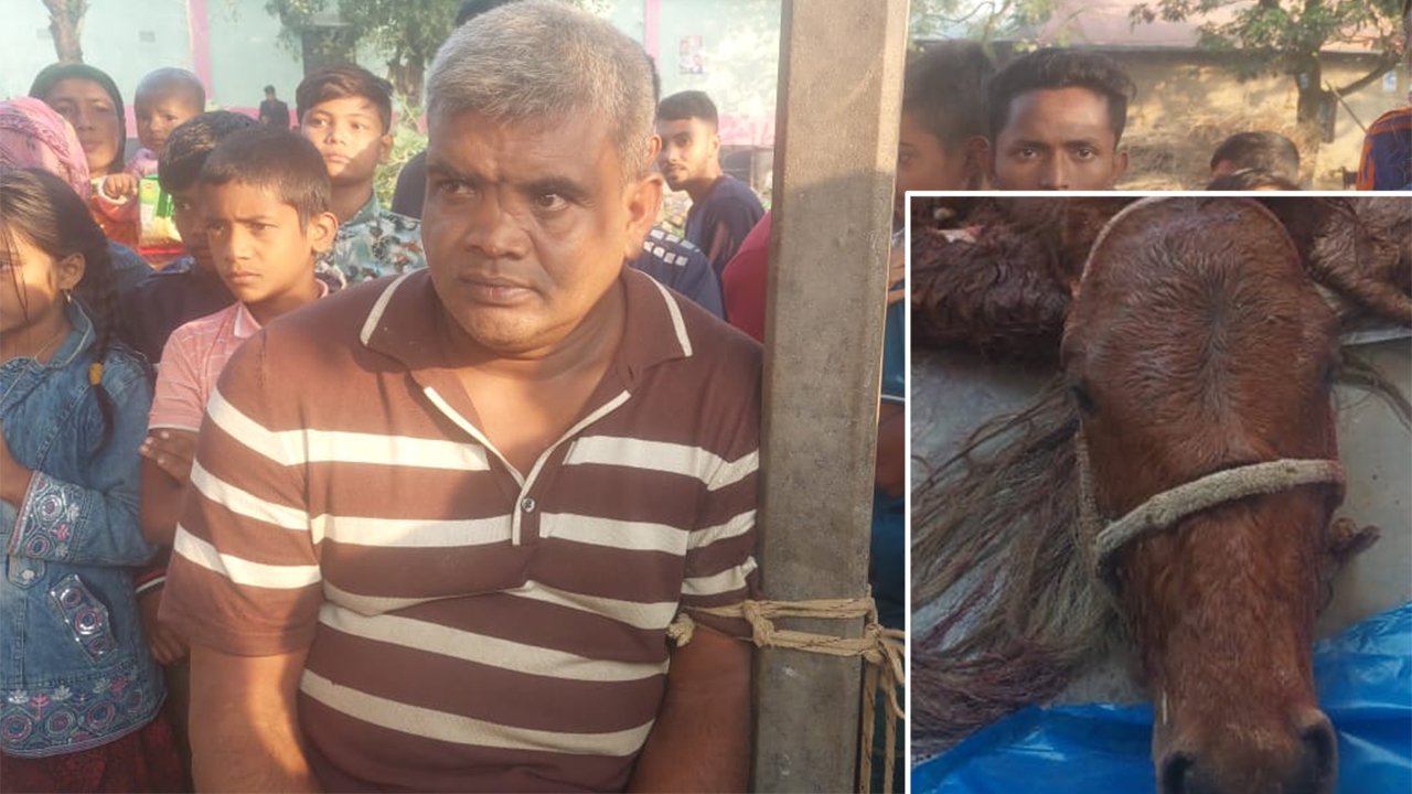 gazipur-horse-meat